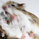 Hamsters peleando. Wikimedia Commons